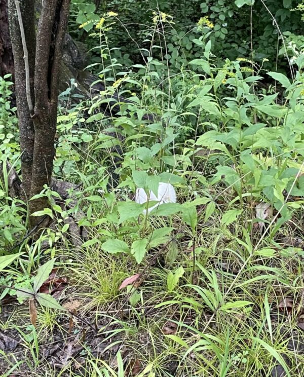 Un pequeño misterio blanco en el bosque: el increíble descubrimiento que lo cambió todo-1