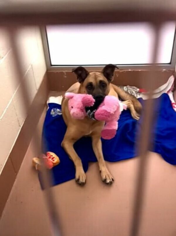 Abandoned and Forgotten: Discover the Heartbreaking Journey of a Dog Waiting for Love-1