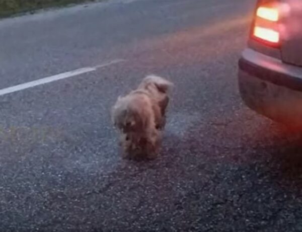 El viaje milagroso de un perro abandonado de la desesperación a la alegría-1