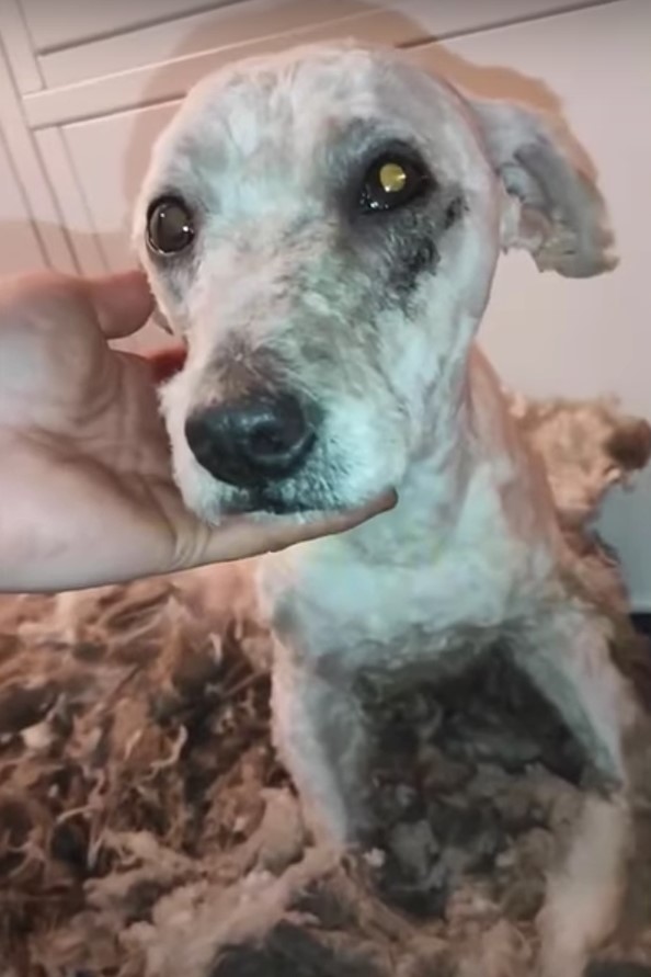 Abandoned Dog's Miraculous Journey from Despair to Joy-1