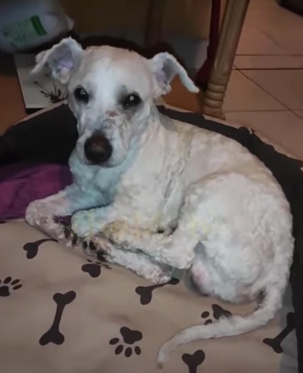 Abandoned Dog's Miraculous Journey from Despair to Joy-1