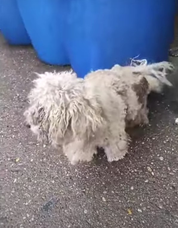 Abandoned Dog's Miraculous Journey from Despair to Joy-1