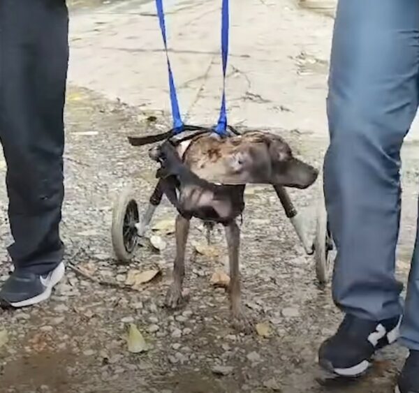 El milagroso rescate de un perro abandonado paralizado: un viaje emocional hacia la recuperación-1