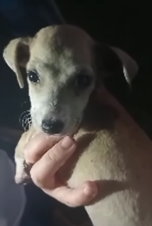 Abandoned Puppy With Swollen Paws Finds Hope Behind a Wall-1