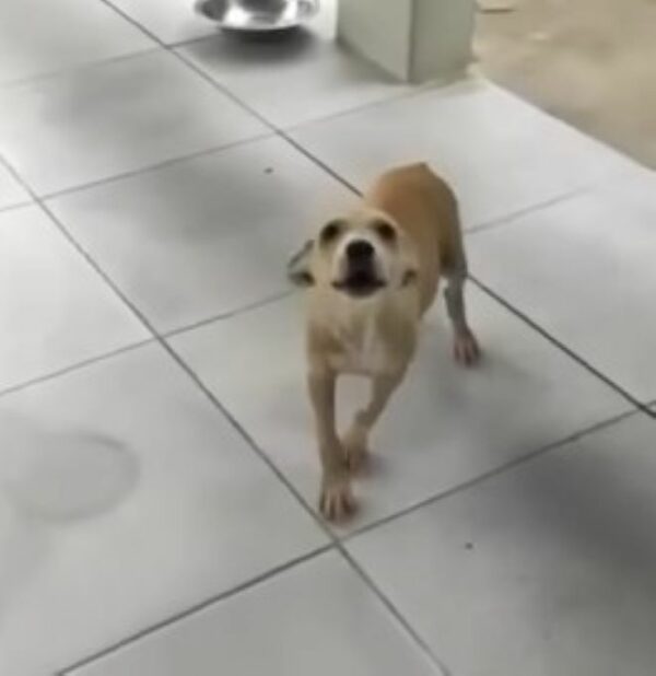 Cachorro abandonado con patas hinchadas encuentra esperanza detrás de una pared-1