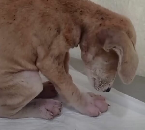 Cachorro abandonado con patas hinchadas encuentra esperanza detrás de una pared-1