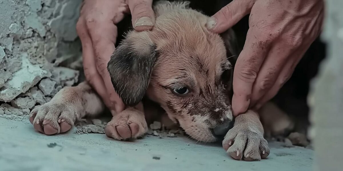 Abandoned Puppy With Swollen Paws Finds Hope Behind a Wall