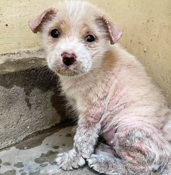 Los gritos desgarradores de un cachorro abandonado en el mercado te romperán el alma-1