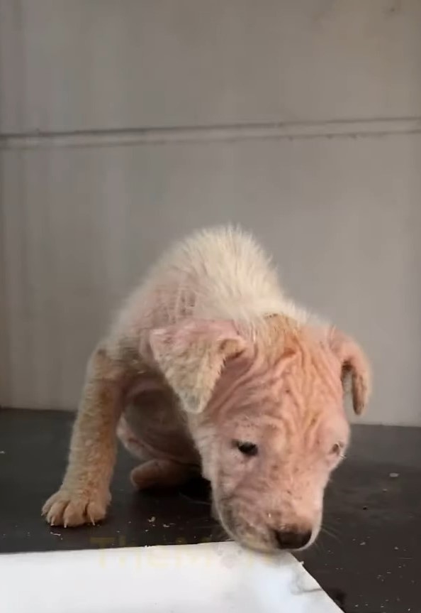 El viaje milagroso de un cachorro abandonado desde la desesperación hasta la feliz recuperación-1