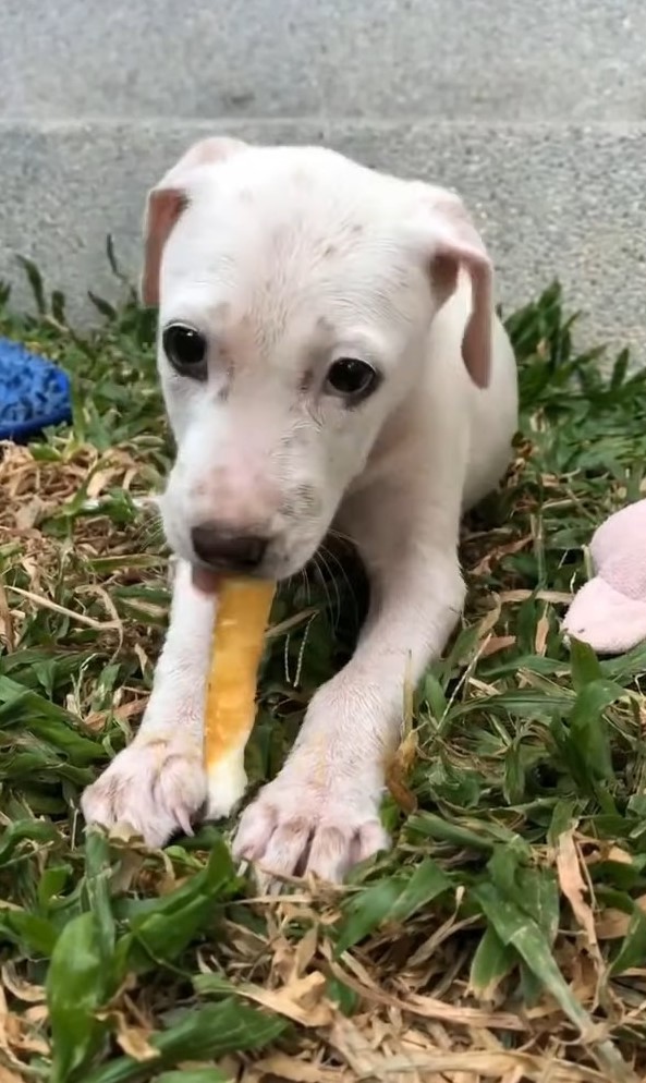 El viaje milagroso de un cachorro abandonado desde la desesperación hasta la feliz recuperación-1