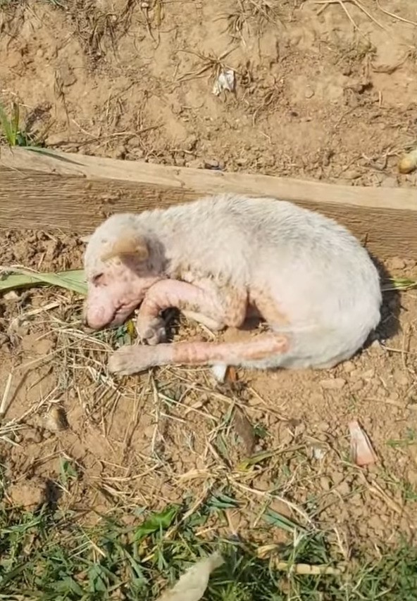 El viaje milagroso de un cachorro abandonado desde la desesperación hasta la feliz recuperación-1