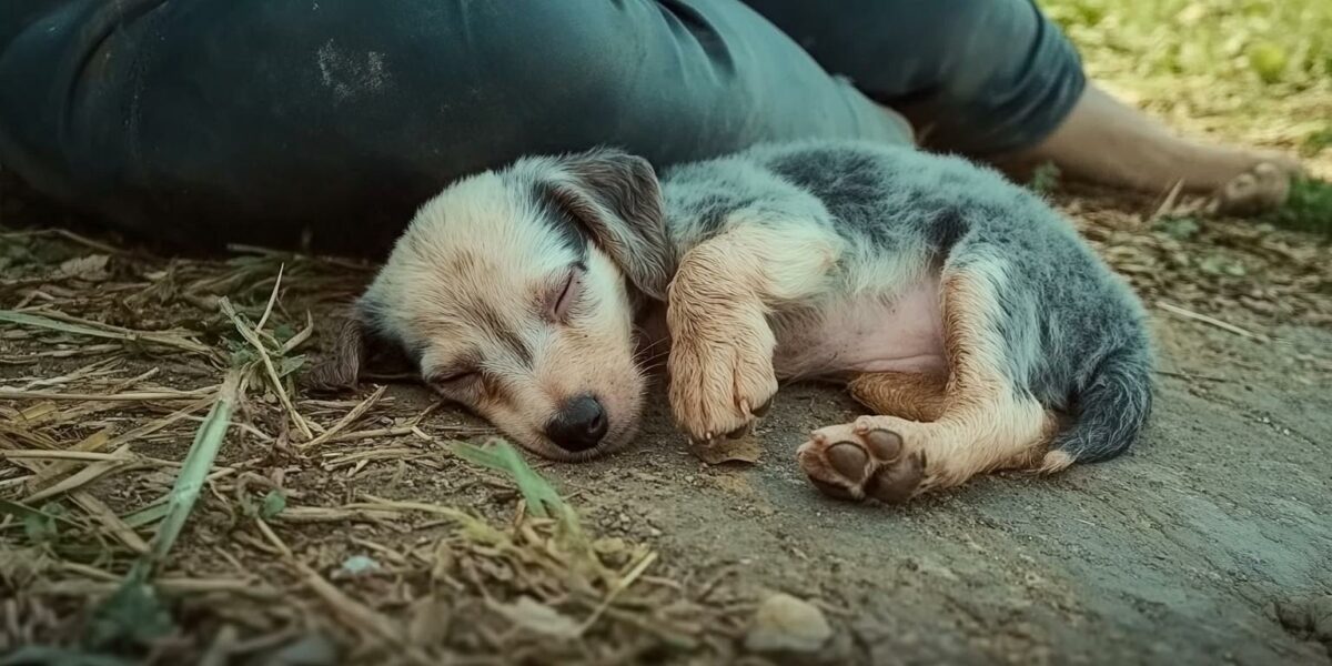 Abandoned Puppy’s Miraculous Journey From Despair to Joyful Recovery