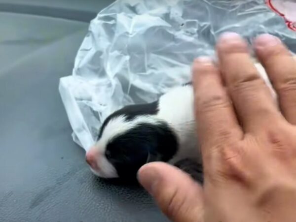 Un descubrimiento inesperado: el pequeño cachorro que lo cambió todo-1