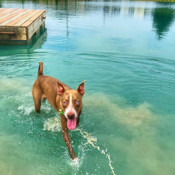 Una pareja adopta un cachorro ciego y descubre su asombroso secreto-1