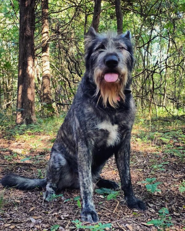 Descubra la enigmática transformación de una raza de perro única que dejó a Internet asombrado-1