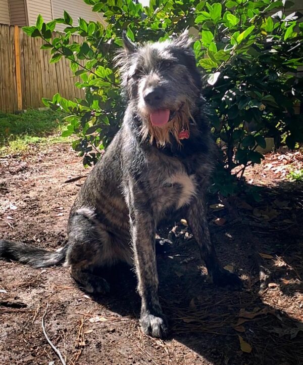 Discover the Enigmatic Transformation of a Unique Dog Breed That Left the Internet Awestruck-1