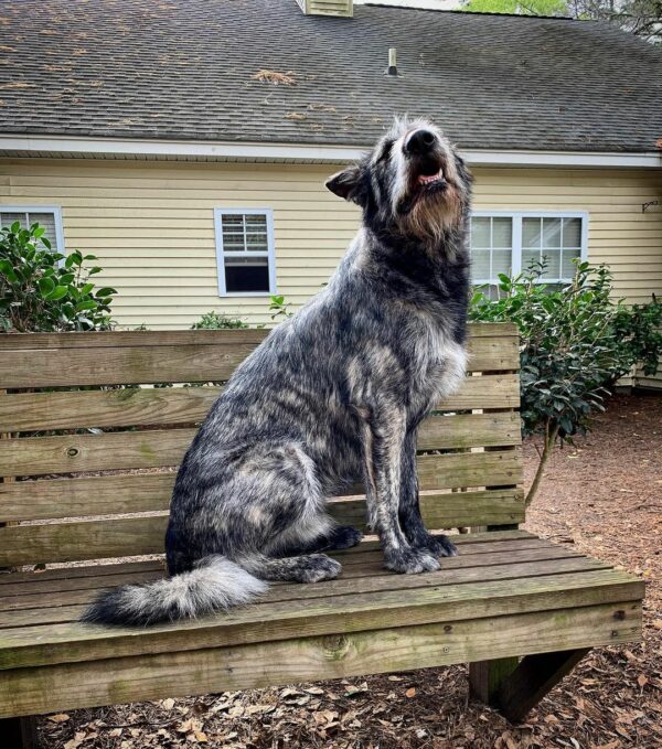 Discover the Enigmatic Transformation of a Unique Dog Breed That Left the Internet Awestruck-1