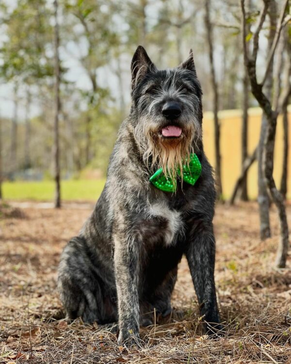 Discover the Enigmatic Transformation of a Unique Dog Breed That Left the Internet Awestruck-1