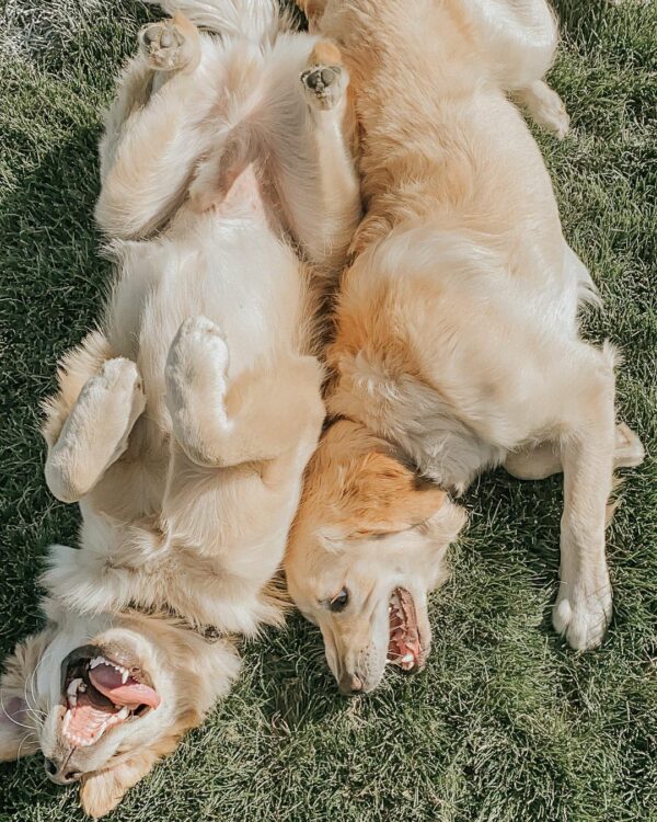 Descubre las divertidas tácticas de este tímido cachorro que intenta hacer amigos-1