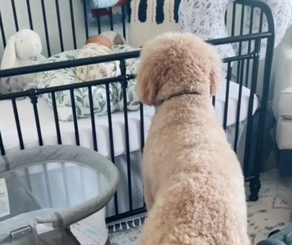 Discover the Unbreakable Bond Between a Goldendoodle and His New Baby Brother-1