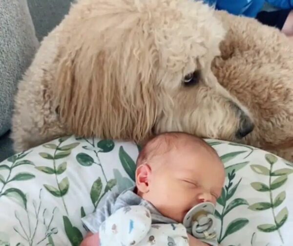 Discover the Unbreakable Bond Between a Goldendoodle and His New Baby Brother-1