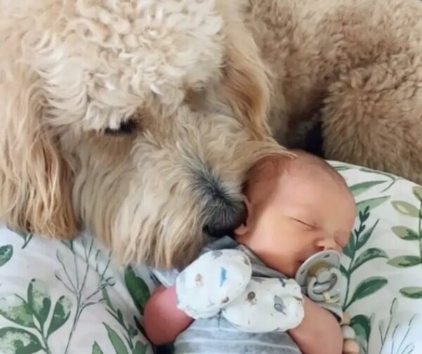 Discover the Unbreakable Bond Between a Goldendoodle and His New Baby Brother-1