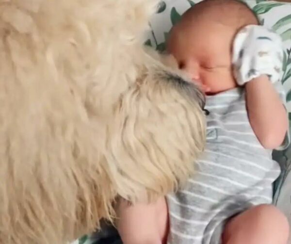 Discover the Unbreakable Bond Between a Goldendoodle and His New Baby Brother-1