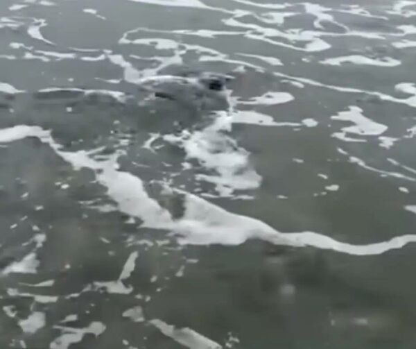 Dog's Heroic Act Saves Baby Dolphin in Peril-1