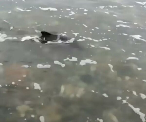 Dog's Heroic Act Saves Baby Dolphin in Peril-1