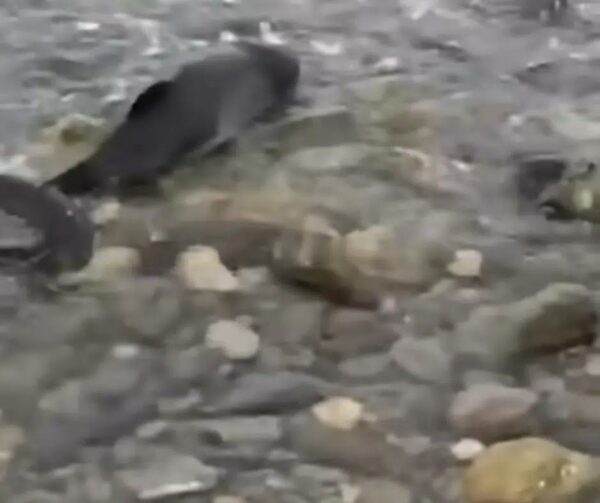 Dog's Heroic Act Saves Baby Dolphin in Peril-1