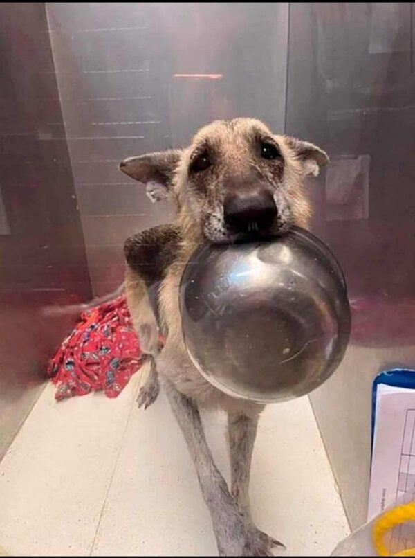 El ingenioso truco de un perro para capturar corazones y conseguir golosinas te dejará sin palabras-1