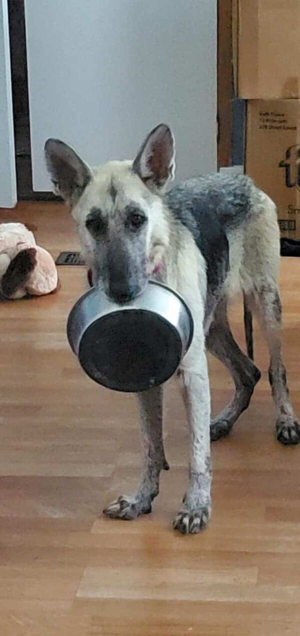 El ingenioso truco de un perro para capturar corazones y conseguir golosinas te dejará sin palabras-1