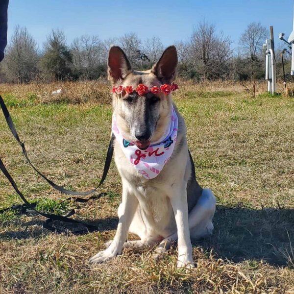 El ingenioso truco de un perro para capturar corazones y conseguir golosinas te dejará sin palabras-1