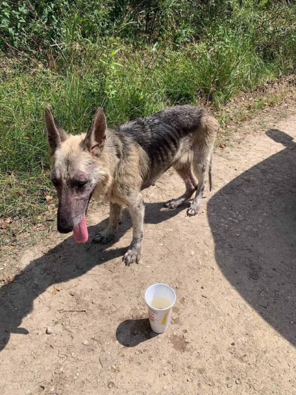 El ingenioso truco de un perro para capturar corazones y conseguir golosinas te dejará sin palabras-1