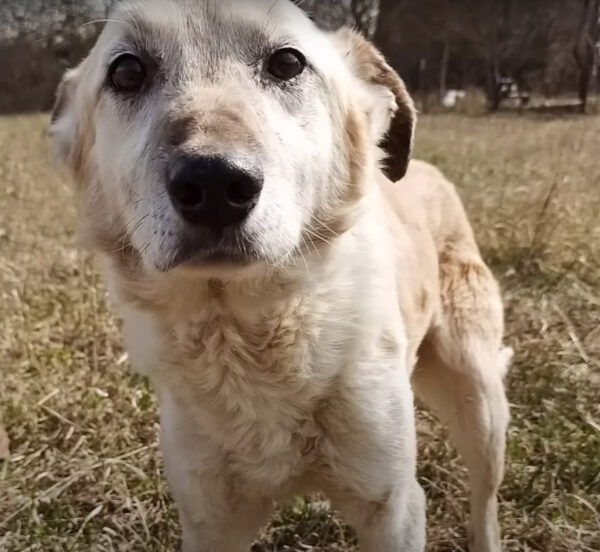 Dog's Unwavering Hope: Waiting for Owners Who Never Return-1