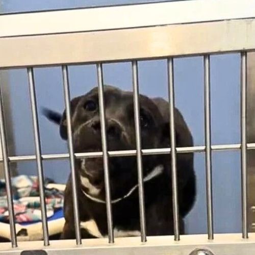 Emotional Moment: Shelter Dog's Joyful Leap into a New Life-1