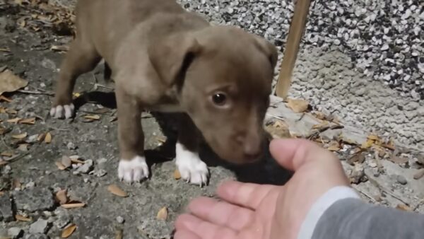 Rescate emocional: Cachorro abandonado finalmente encuentra esperanza después de días de desesperación-1