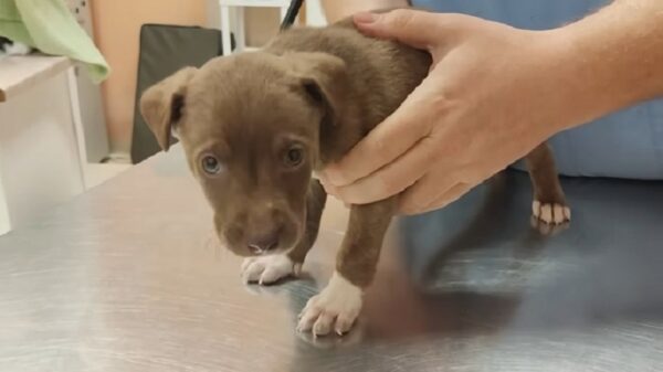 Rescate emocional: Cachorro abandonado finalmente encuentra esperanza después de días de desesperación-1