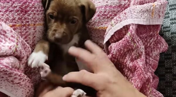 Emotional Rescue: Abandoned Puppy Finally Finds Hope After Days of Desperation-1