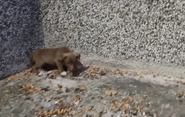 Rescate emocional: Cachorro abandonado finalmente encuentra esperanza después de días de desesperación-1