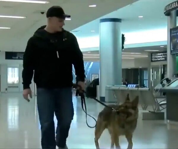 Emotional Reunion: Military Dog and Handler Reunite After Years Apart-1