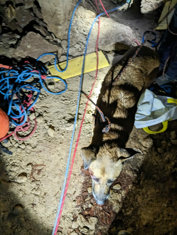 Emotional Rollercoaster: Rescuers Find Furry Friend 60 Feet Down-1