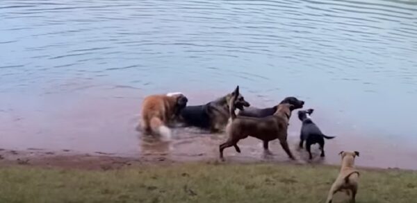 De abandonado a adorado: el increíble viaje de un perro 'peligroso'-1