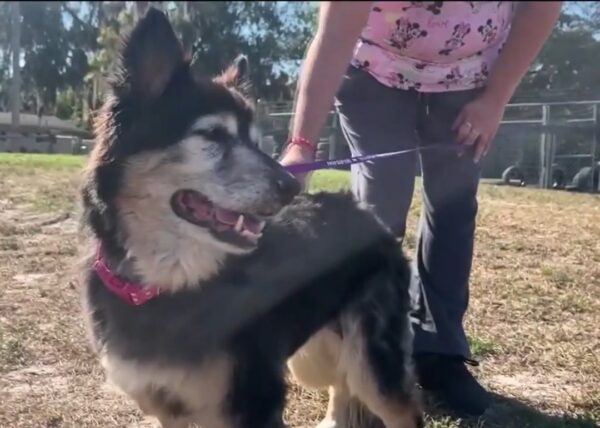 De abandonado a adorado: el increíble viaje de un perro 'aburrido'-1