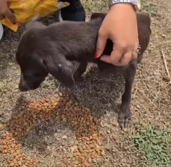 Del abandono al amor: el viaje de un perro que perseguía gallinas-1