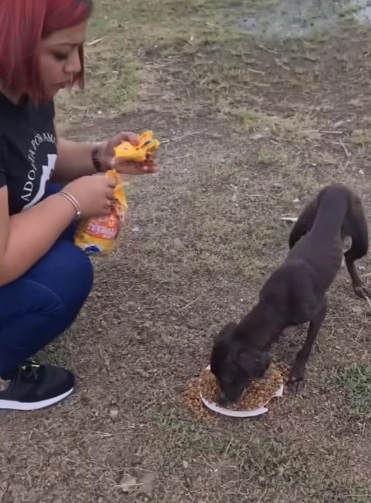 From Abandonment to Love: The Journey of a Dog Who Chased Chickens-1