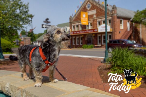 From Street Struggles to Stage Stardom: The Unbelievable Journey of a Senior Rescue Dog-1