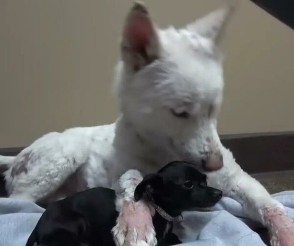 From Tragedy to Triumph: Homeless Dog Becomes Lifesaver for a Frightened Pup-1