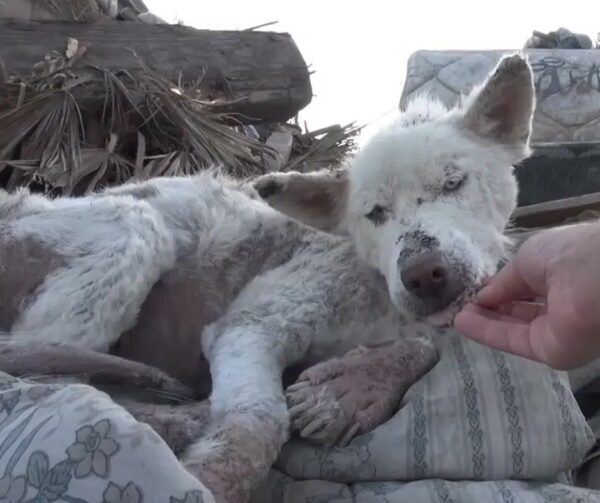 De la tragedia al triunfo: un perro sin hogar se convierte en el salvavidas de un cachorro asustado-1