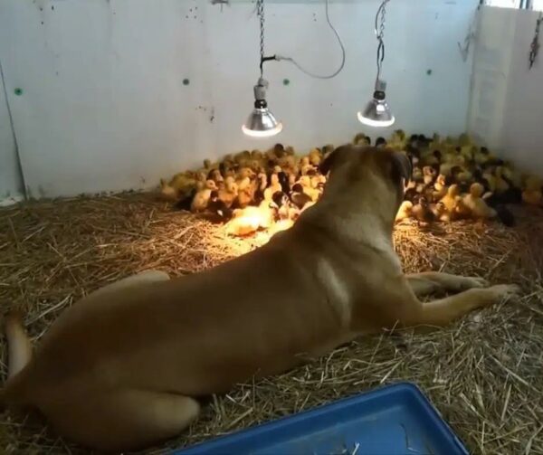 El vínculo extraordinario del perro gigante con cientos de patitos te dejará sin palabras-1